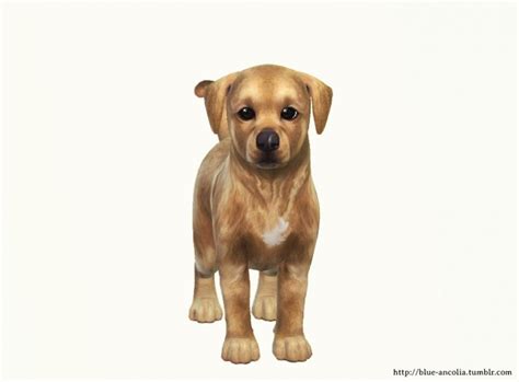 Holy Adorable Golden Retriever Puppy At Blue Ancolia Sims 4 Updates