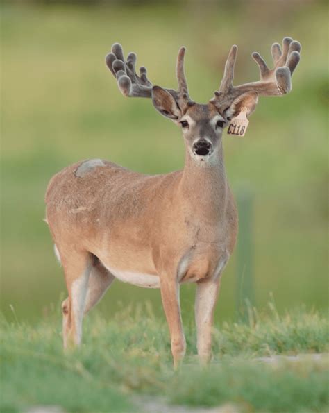 M3 Whitetailstook The Mckodak To The Certified Pens Deer Breeder In