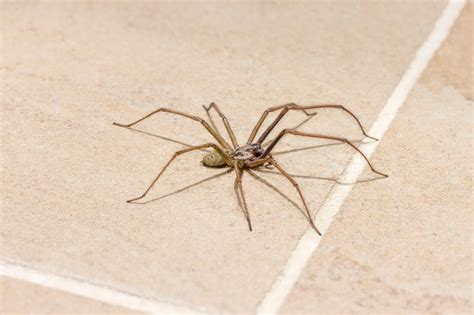 Top 11 Common Uk Spiders Youll Find In Homes And Gardens