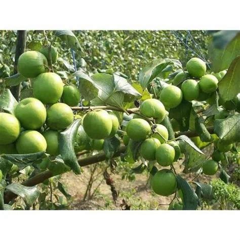 Full Sun Exposure Thai Green Apple Ber Plant For Garden At Rs 15plant In North 24 Parganas