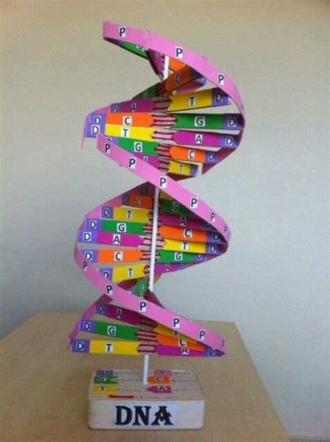 The 25 Best Dna Project Models Ideas On Pinterest Dna Double Helix