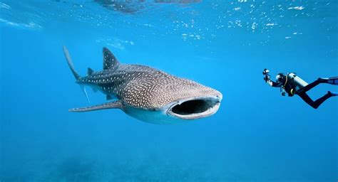 The 10 Best Places To Dive With Whale Sharks
