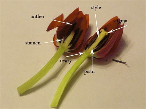 Flower Dissections Tulips And Daisies Classic Housewife Plant