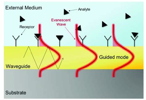 4 Schematics of the sensing principle of an evanescent wave biosensor. | Download Scientific Diagram