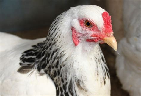 10 Black And White Chicken Breeds With Pictures Pet Keen