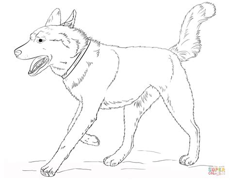 Running Siberian Husky Dog Coloring Page Horse Coloring Pages Husky Dogs