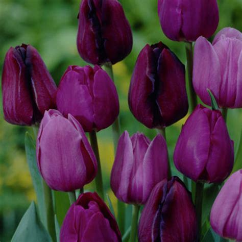 Van Zyverden Purple Tulips Non Stop Purple Blend Bulbs 25 Pack 87015