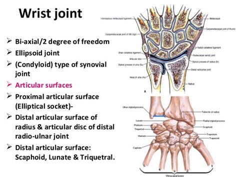 Radio Ulnar And Wrist Joints