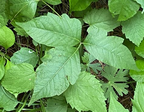 Rain Poison Ivy And How To Prevent It And A Lovely Day On The