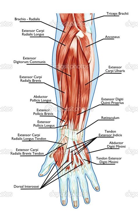 Hand Anatomy Muscles Health Pictures Medical Anatomy Hand Therapy