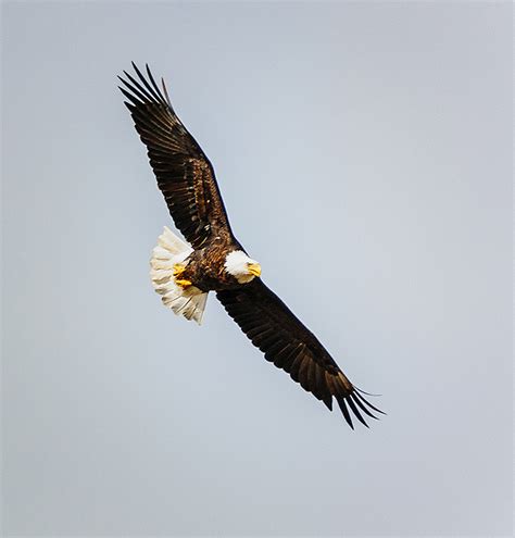My Big Little World American Bold Eagle In Flight