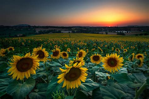 Sunflower Field At Sunrise