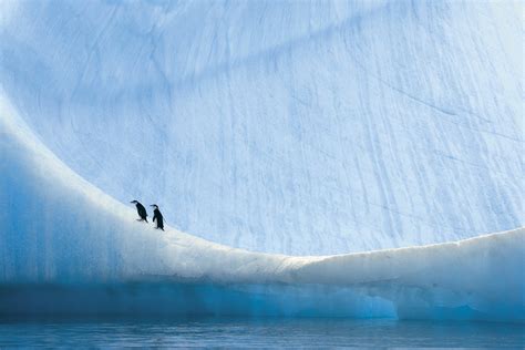 Wallpaper Penguins Animals Water Iceberg Blue Arctic Freezing
