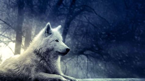 Wallpapers Full Hd Wolf Wolf Background Images