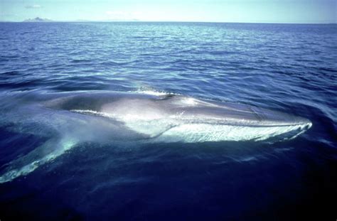 Gulf Of Mexico Whale Could Be Most Endangered