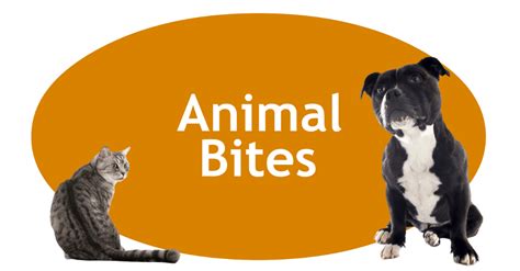 Rabies vaccines in dogs is an important procedure that dog owners need to know. Animal Bites Porter County Animal Shelter In
