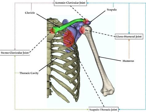 The shoulder joint is formed where the humerus (upper arm bone) fits into the scapula. The anatomy of the shoulder joint complex along with the various... | Download Scientific Diagram