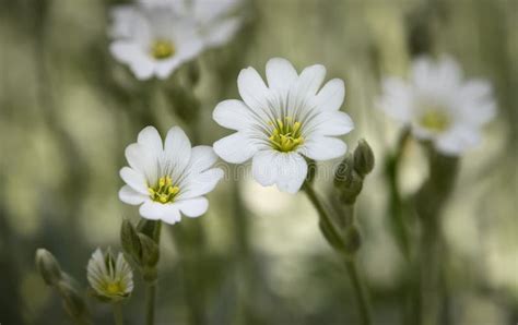 Beautiful White Spring Flowers In Field Stock Photo Image Of Closeup