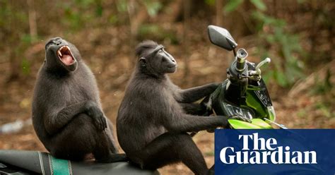 The 2017 Comedy Wildlife Photography Awards Environment The Guardian