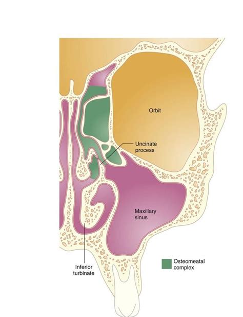 The Anterior Ethmoid Frontal And Maxillary Sinuses Maxillary Sinus