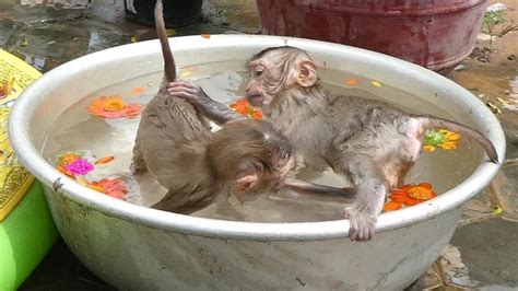 Daytime Both Babies Monkey Happy Taking Bath With Water Flower By