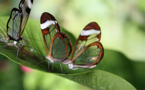 Tilt Shift Lens Photography Of Brown Butterflies Hd Wallpaper