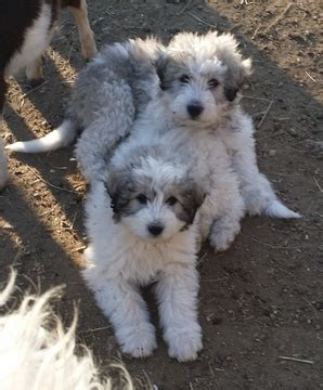 Plus, they are suspicious of strangers and require something to do. View Ad: Great Pyrenees-Komondor Mix Litter of Puppies for ...