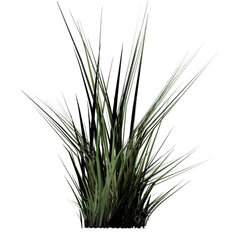 Patches Hd Transparent Patch Of Grass Grass Png Patch Of Plant Png