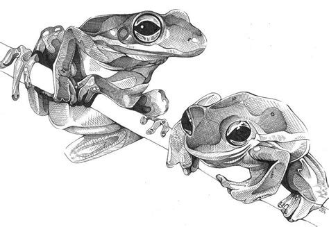 Frogs By J L Gribble Art Sketches Art Drawings Sketches Animal Art