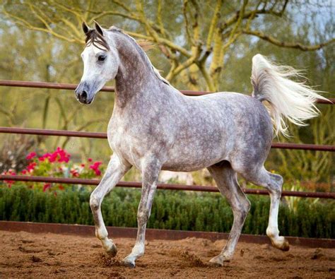Khalif Swf Arabian Horses Of Stonewall Farm Horses Horse Breeds