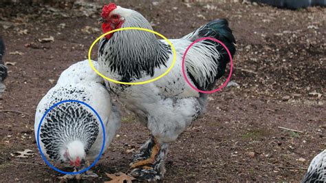 How To Sex Chickens Distinguishing Male And Female Chickens Hatching Time