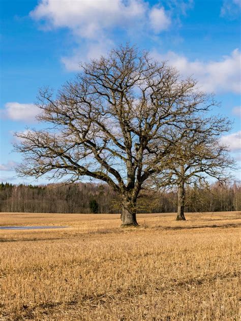 Spring Landscape With Lone Oak Tree In The Middle Of The Field Stock