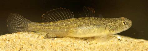 Endangered Fish Find Temporary Refuge From El Niño At Birch Aquarium At