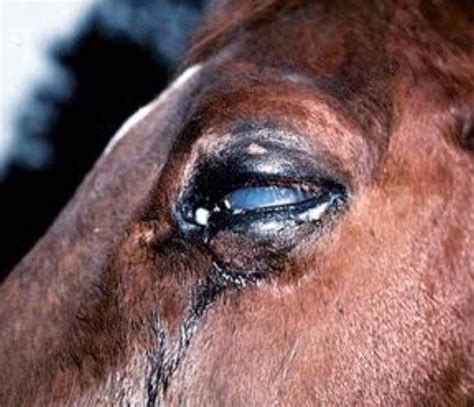 Appaloosa Horse Eye Problems