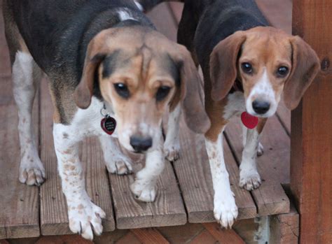 Two Fancy Beagles: The Naked Beagle