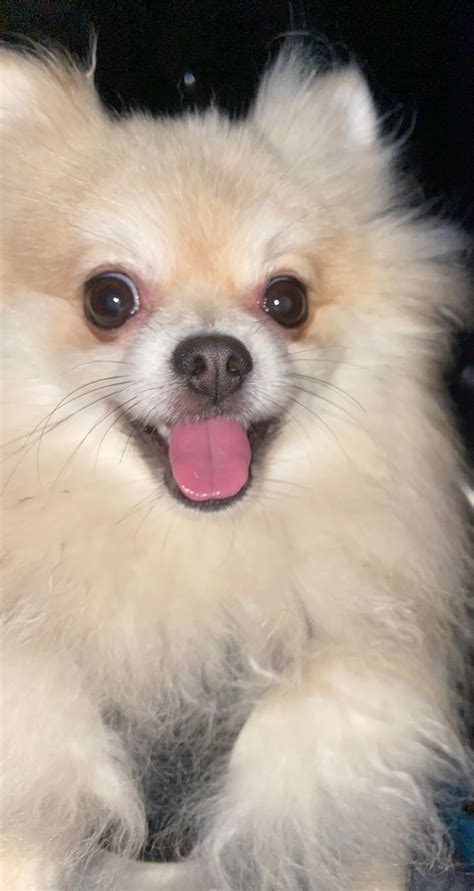 To Have That Joy In His Heart Is Priceless R Pomeranians