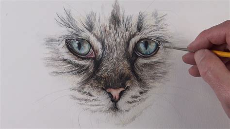 Cat Eye Pencil Drawing Cats Anime Drawing