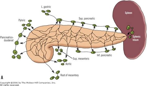 Αποτέλεσμα εικόνας για Pancreas Nodes Lymphatic Drainage Lymphatic