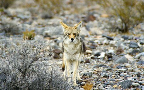 Why Did These Coyotes Attack Ask A Naturalist®