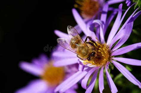 Honey Bee Pollination Stock Image Image Of Meadow Closeup 11650079