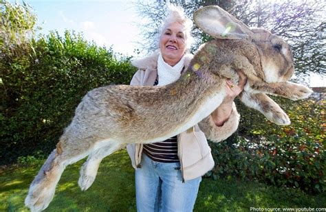 Worlds Largest Rabbit Just Fun Facts