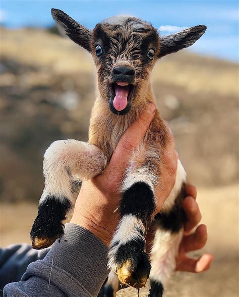 20 Adorabaaal Goats That Totally Rock Our Haaarts Cute Baby Animals