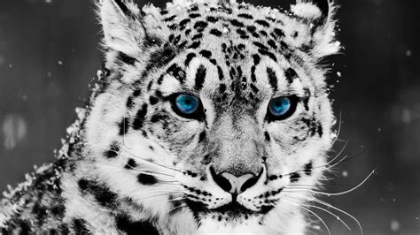 Selective Coloring Animals Snow Leopards Leopard Wallpapers Hd
