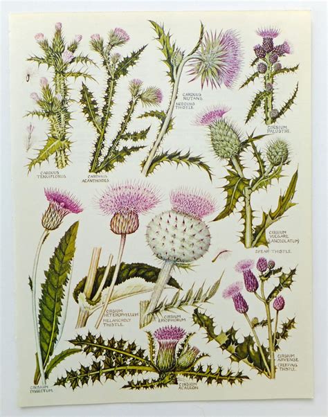 Thistles Botanical Drawings Two Vintage Flower Illustrations Old