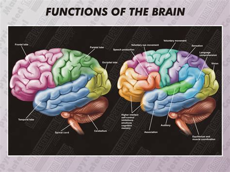 1 Ha 0002 Functions Of The Brain Brain Pinterest Brain Brain