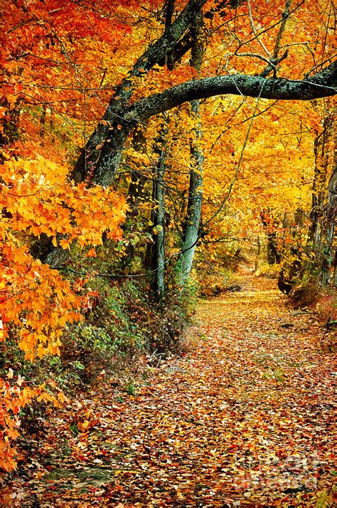 Autumn Pathway Photograph By Cheryl Davis Fine Art America