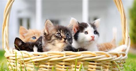 Kittens In A Basket © Skyneshercreatas Videogetty