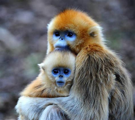 30 Cutest Baby Animals With Mothers Style Arena