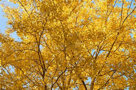 Yellow Autumn Leaves Background Stock Photo Image Of Autumn Outdoor