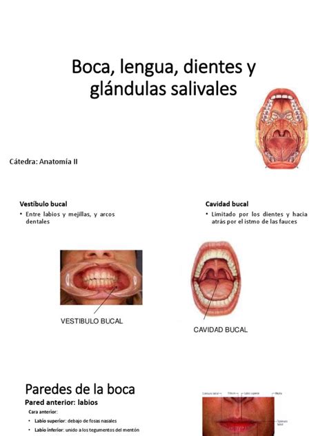 Boca Lengua Y Glándulas Salivales Lengua Anatomía Humana